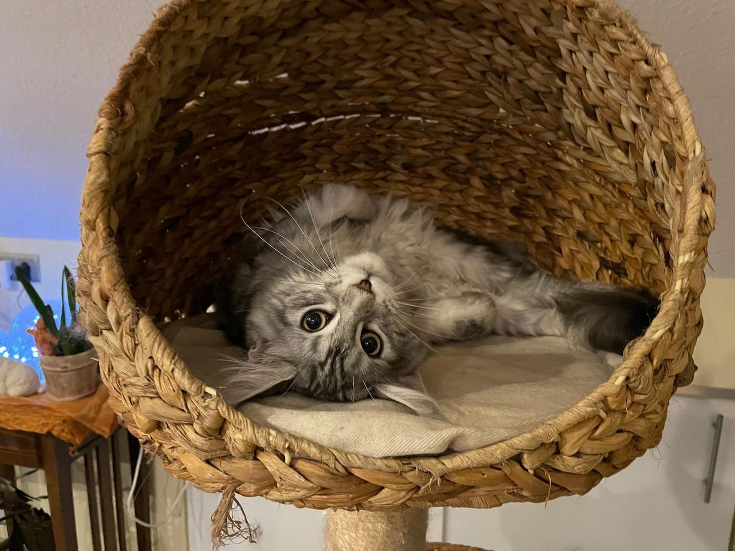 Maine Coon Kitten mit Stammbaum