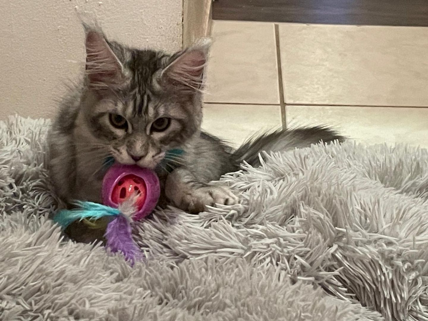 Maine Coon Kitten mit Stammbaum