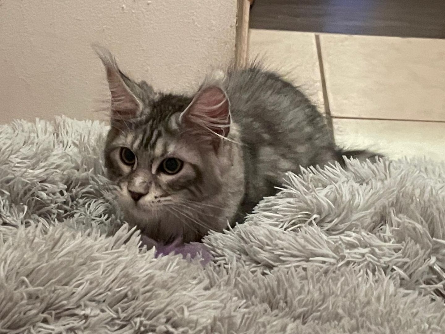 Maine Coon Kitten mit Stammbaum