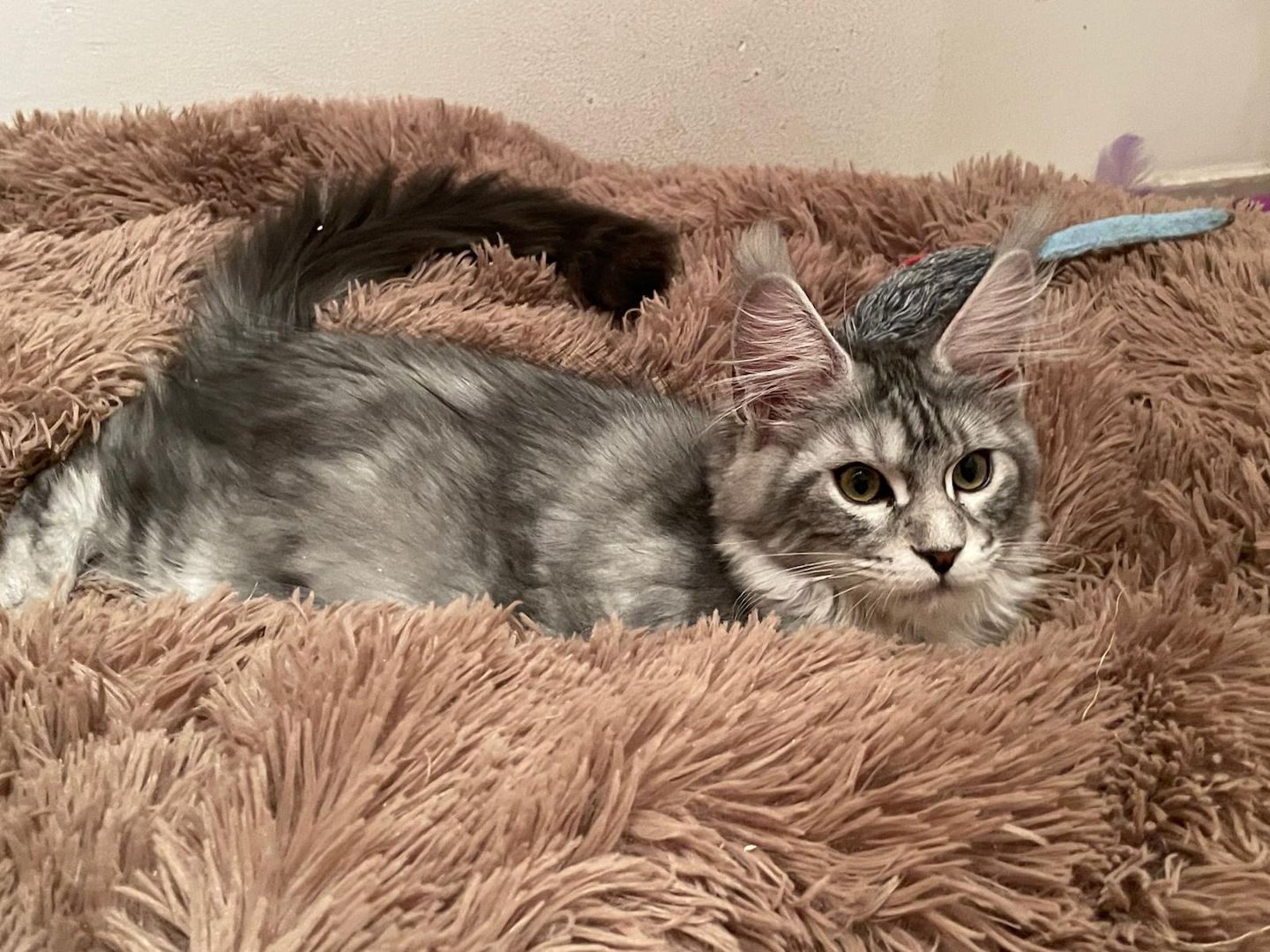 Maine Coon Kitten mit Stammbaum