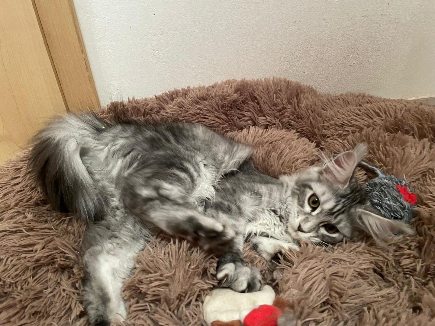 Maine Coon Kitten mit Stammbaum