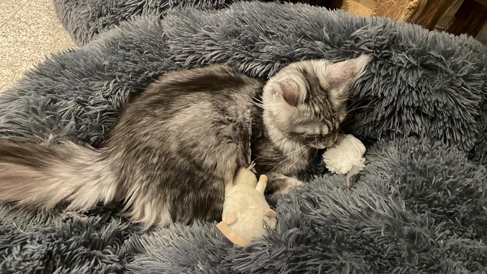 Maine Coon Kitten mit Stammbaum