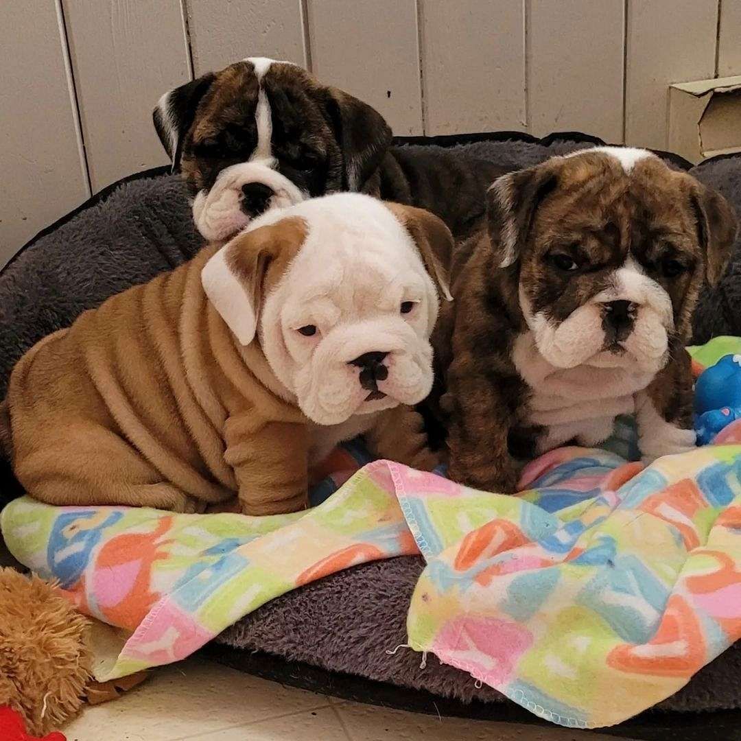 Berner Sennenhundwelpen