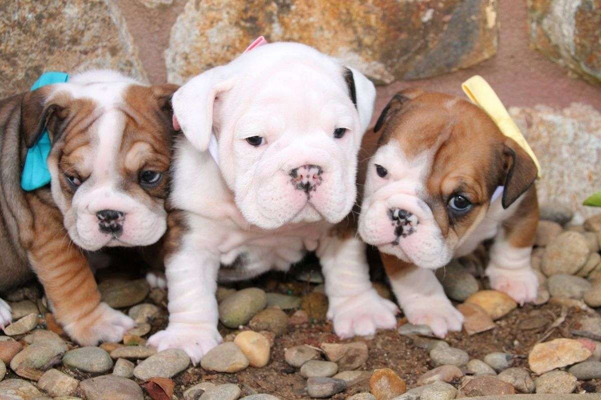 Berner Sennenhundwelpen