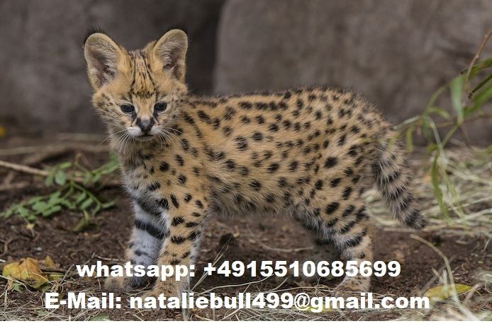 Savannah Kätzchen Jetzt bereit