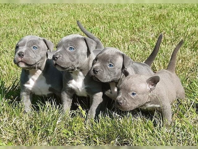 American Blue-Line Pit Bull Terrier Welpen W/M