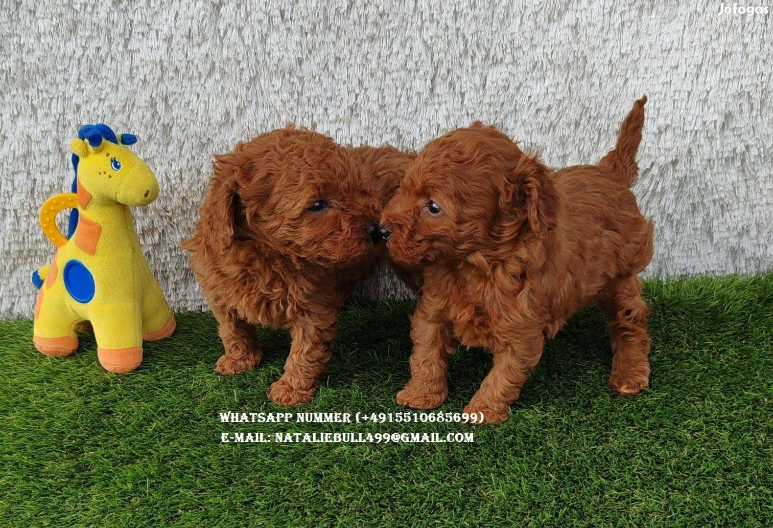 Toy pudel welpen für ein neues Zuhause