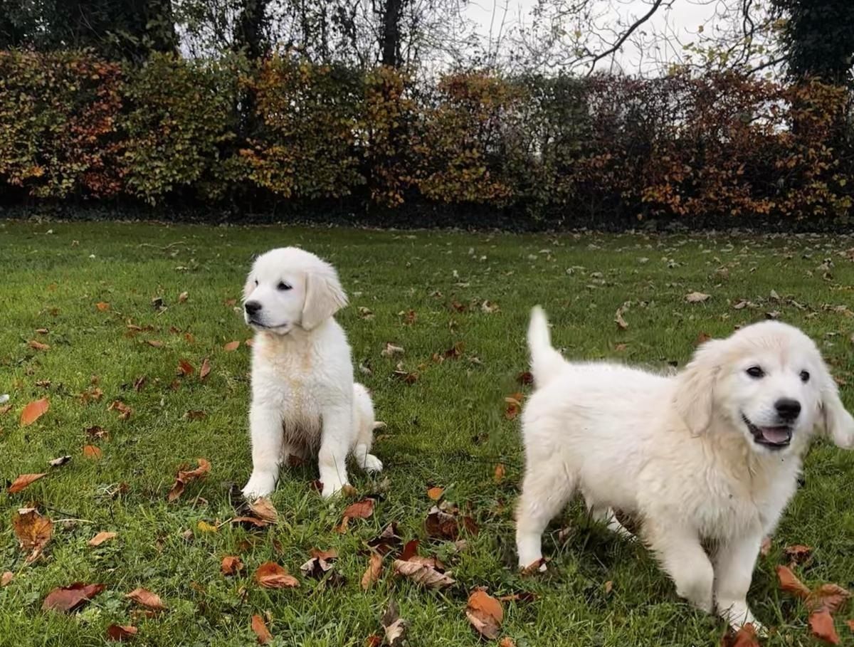 Golden-Retriever-Welpen