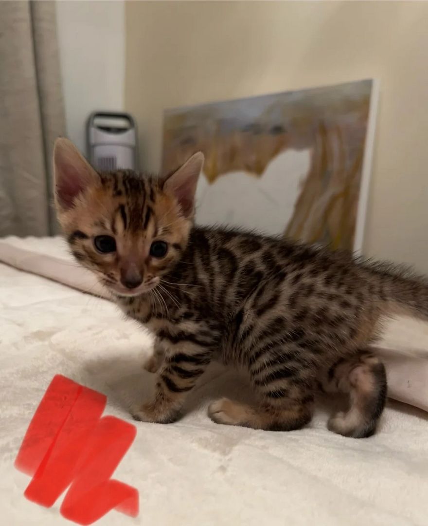 Unsere wunderschönen Bengalkätzchen suchen nun ein liebevolles Zuhause für immer!