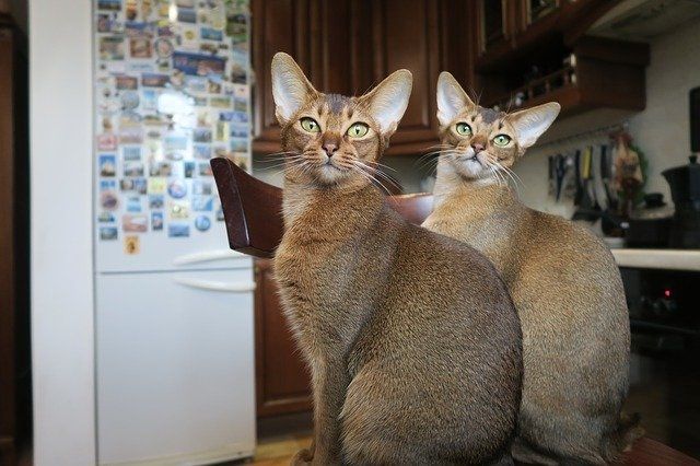 Abyssinian Kätzchen