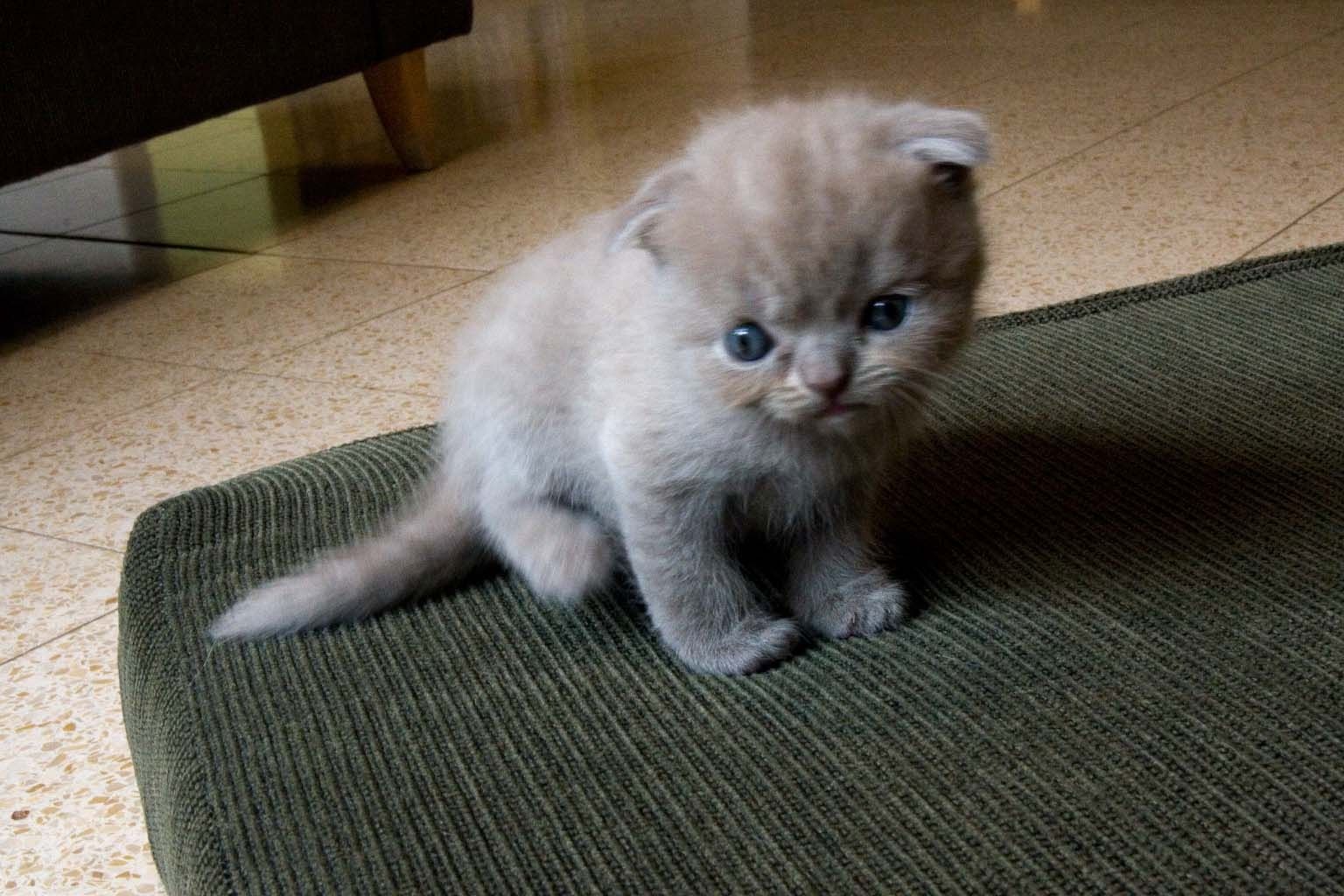 British shorthair Kätzchen