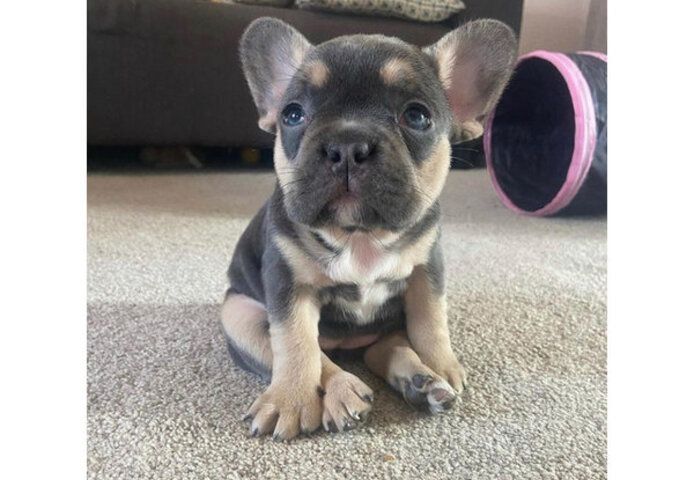 Französische Bulldogge Welpen