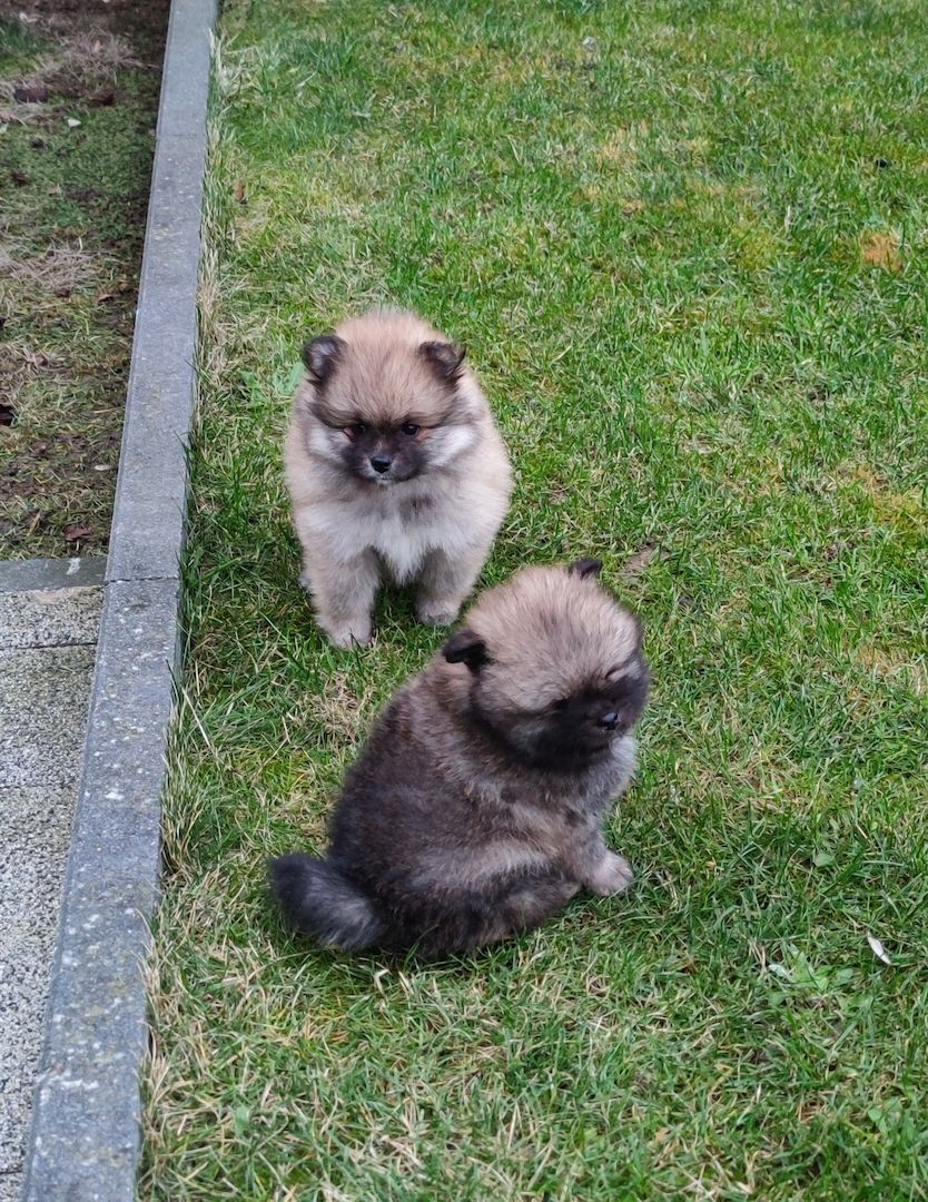 Zwergspitz Pomeranian