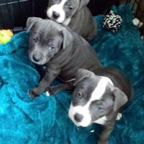 Blaue Staffordshire-Welpen