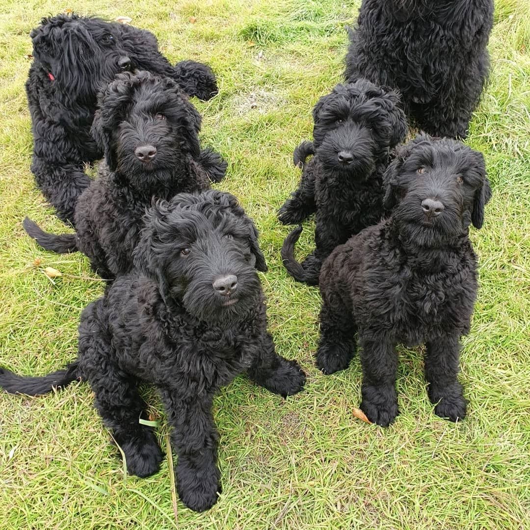 Schwarzer Russischer Terrier