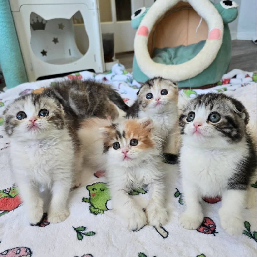 Scottish-Fold-Kätzchen