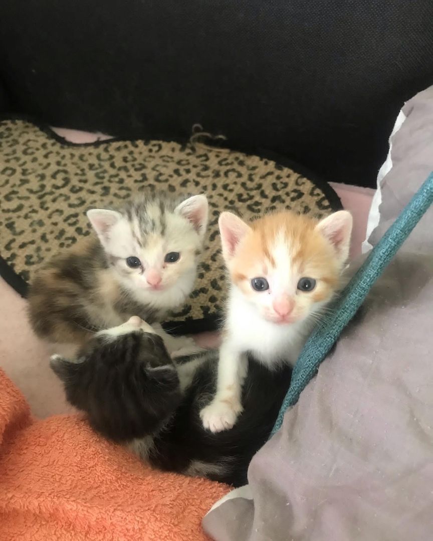 Europäisch Kurzhaar