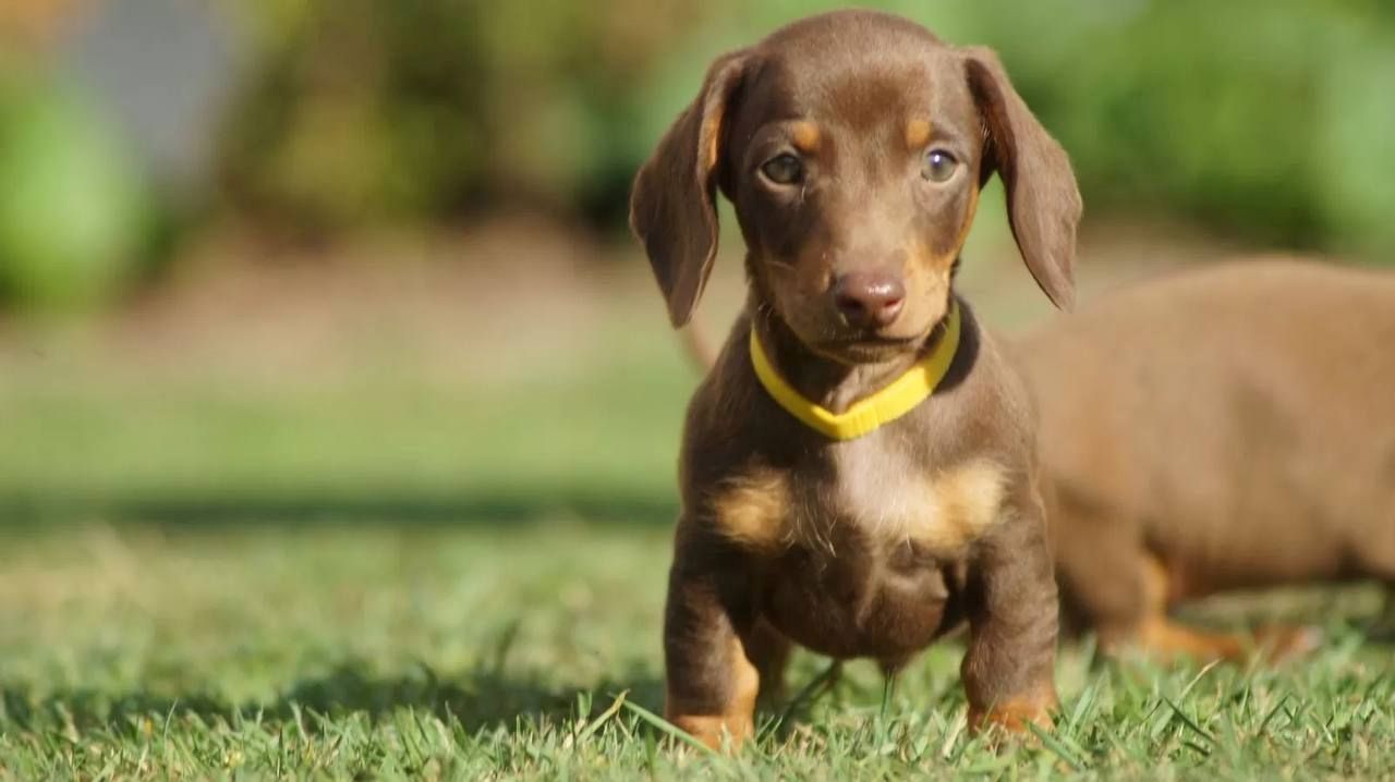 12 Wochen alt Dackel Welpen