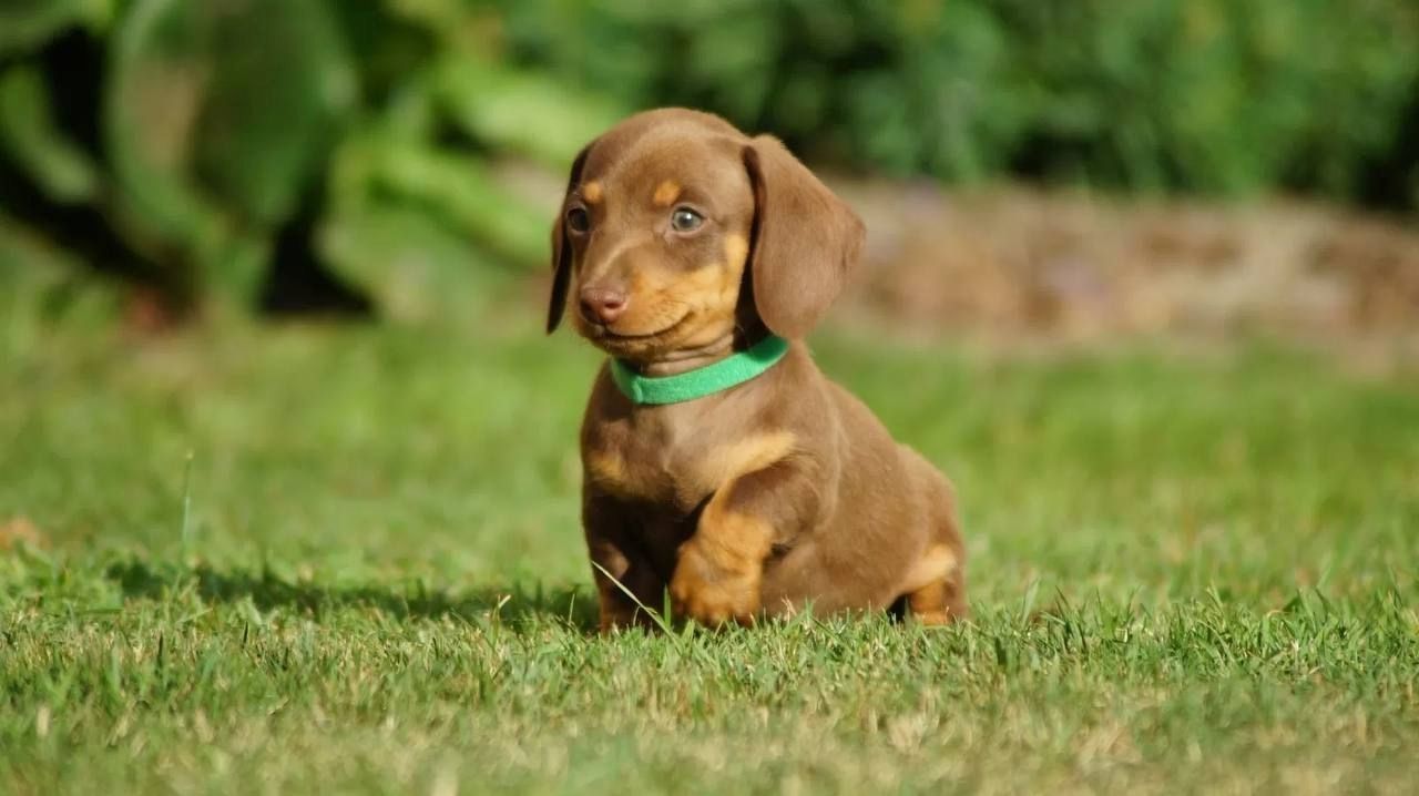 12 Wochen alt Dackel Welpen