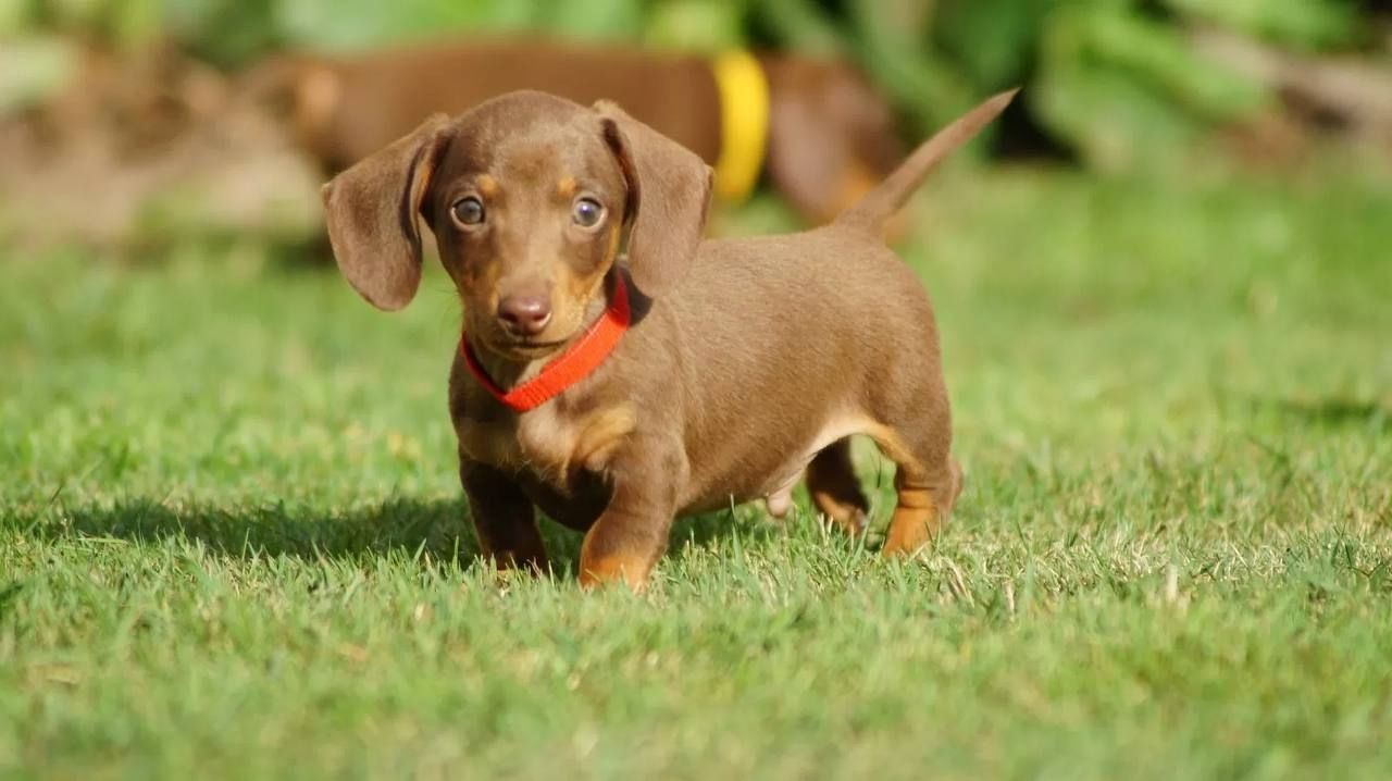 12 Wochen alt Dackel Welpen