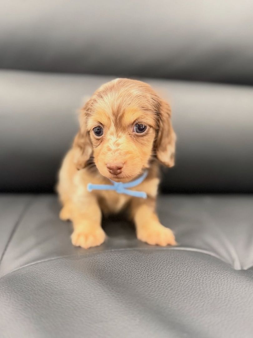 Dackelwelpe zur Adoption