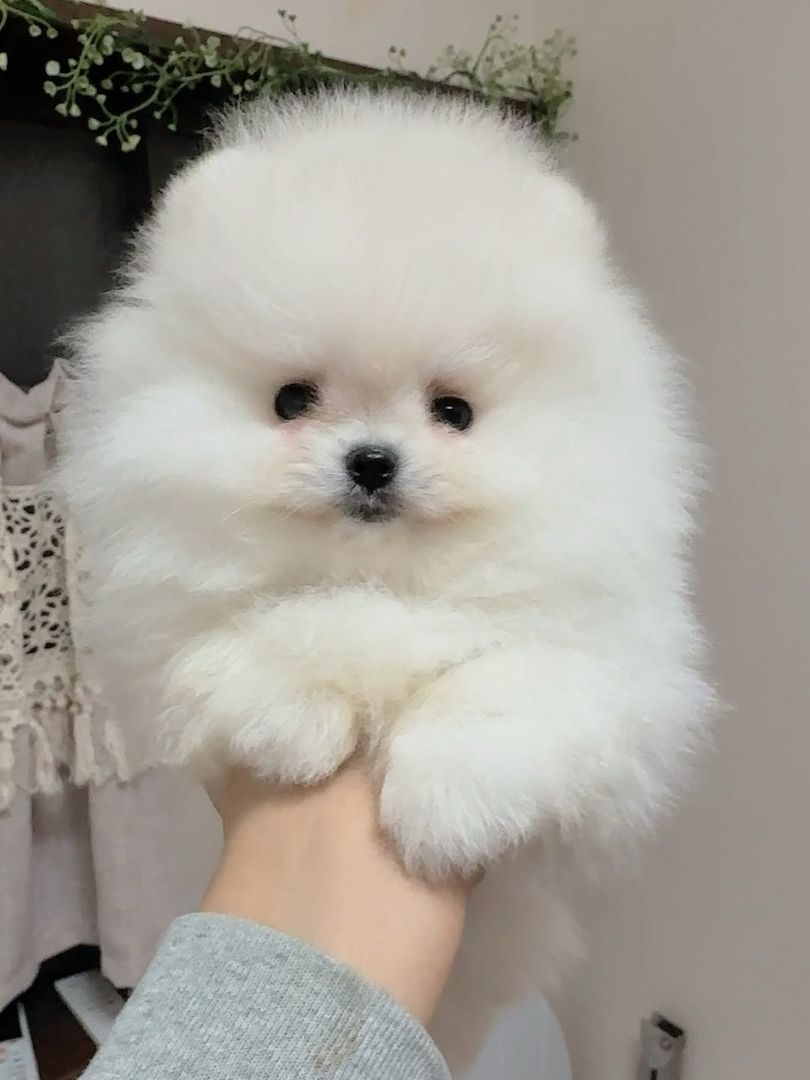 Pomeranian-Welpe zur Adoption