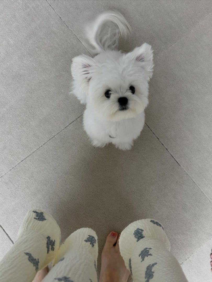 Malteserwelpe zur Adoption