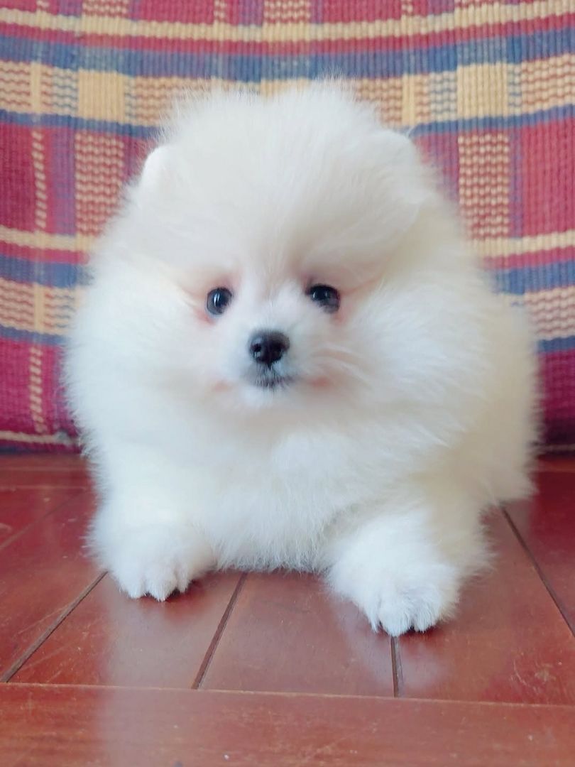 Pomeranian-Welpe zur Adoption