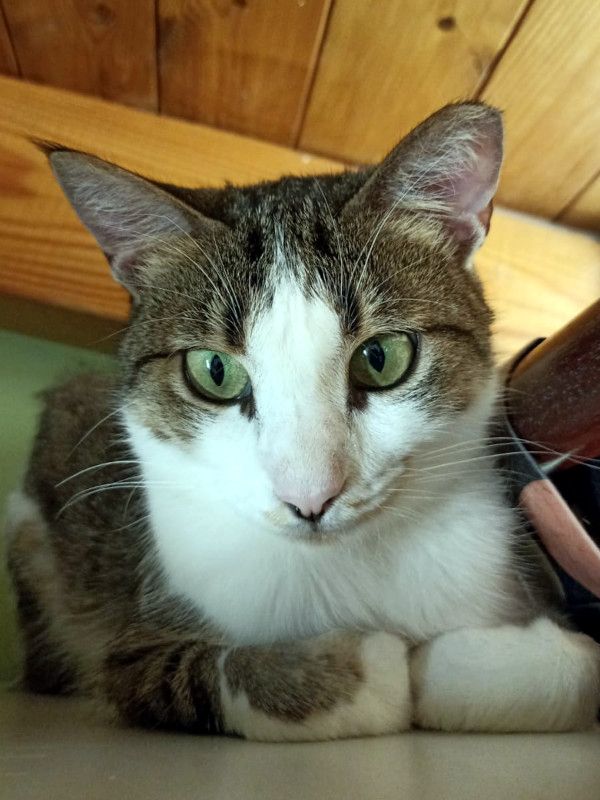 ANDROMACHE - Von der Futterstelle ins Glück?