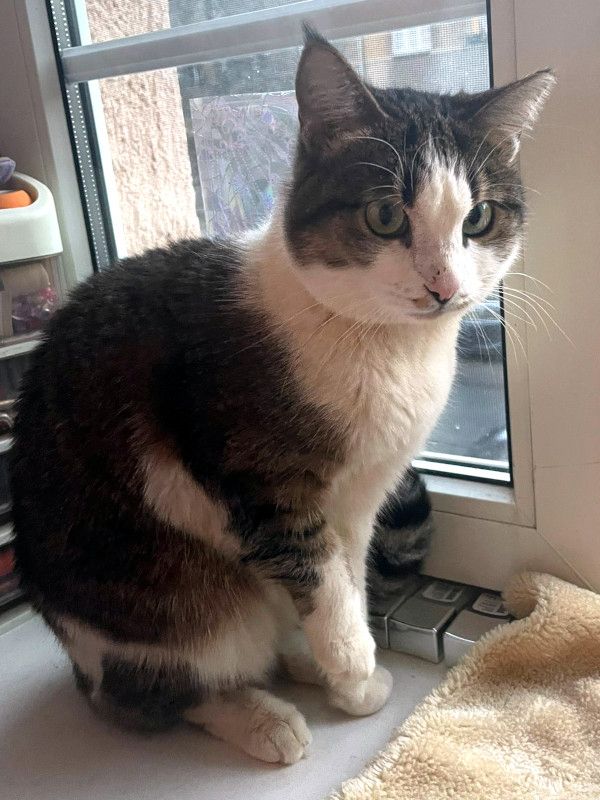 ANDROMACHE - Von der Futterstelle ins Glück?