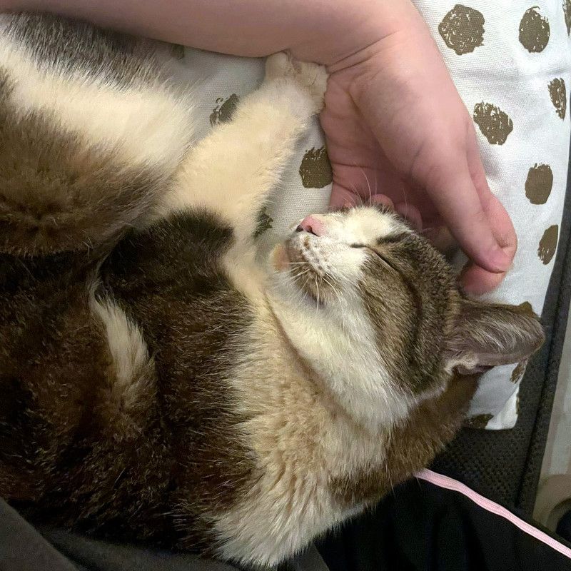 ANDROMACHE - Von der Futterstelle ins Glück?