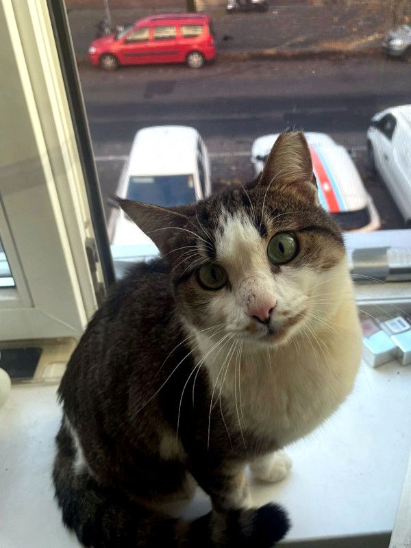 ANDROMACHE - Von der Futterstelle ins Glück?