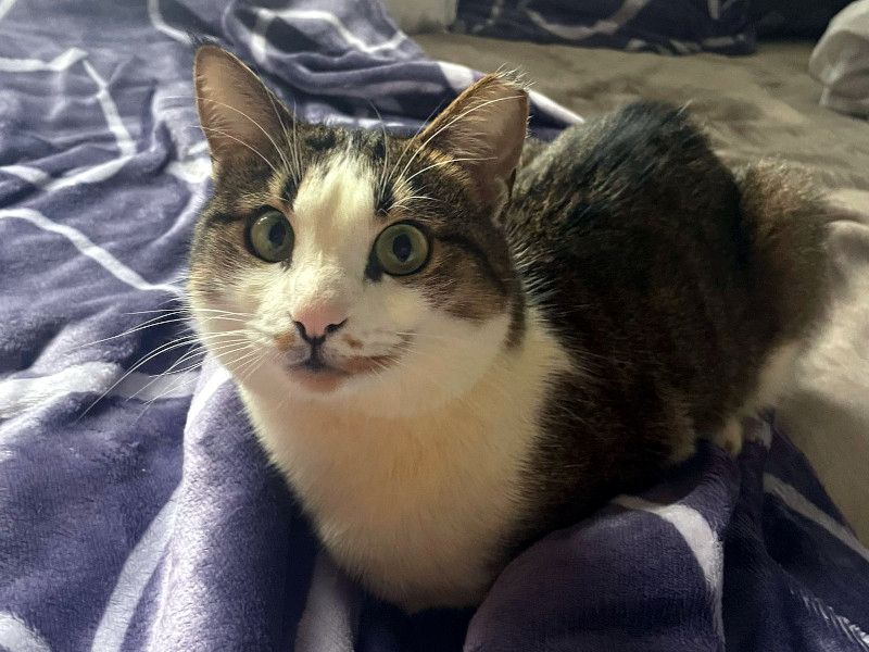 ANDROMACHE - Von der Futterstelle ins Glück?