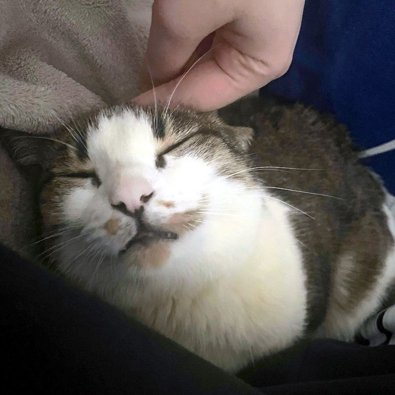 ANDROMACHE - Von der Futterstelle ins Glück?