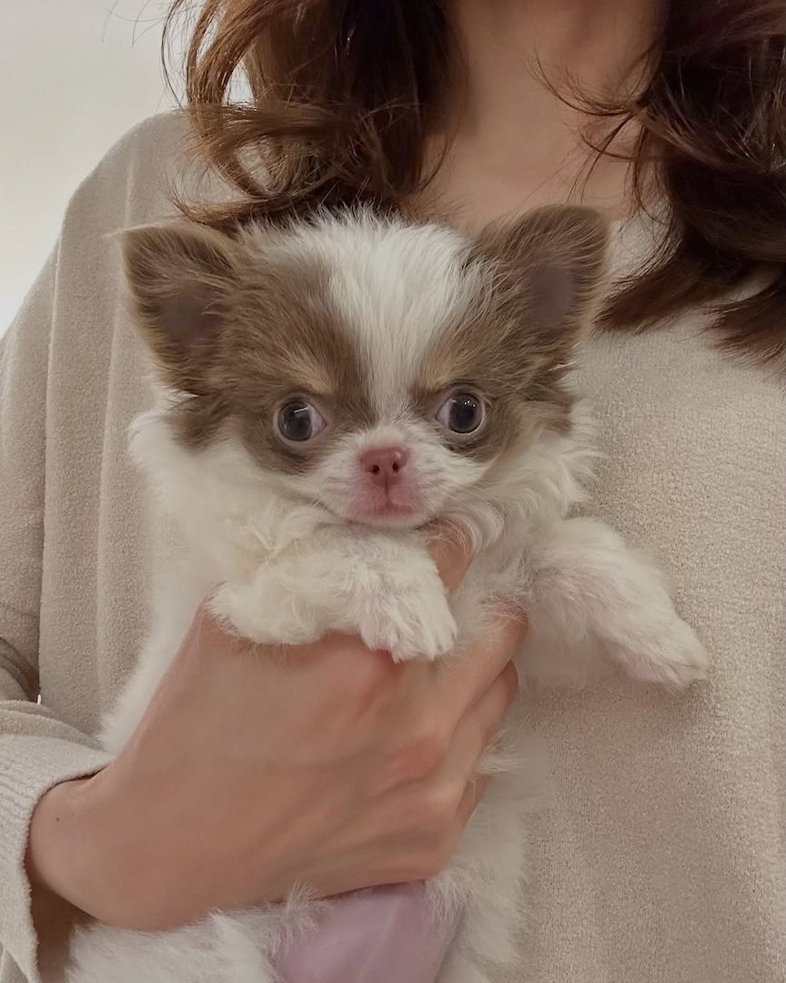 Chihuahua-Welpe zur Adoption