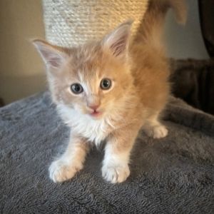 Maine-Coon-Kätzchen warten auf Sie