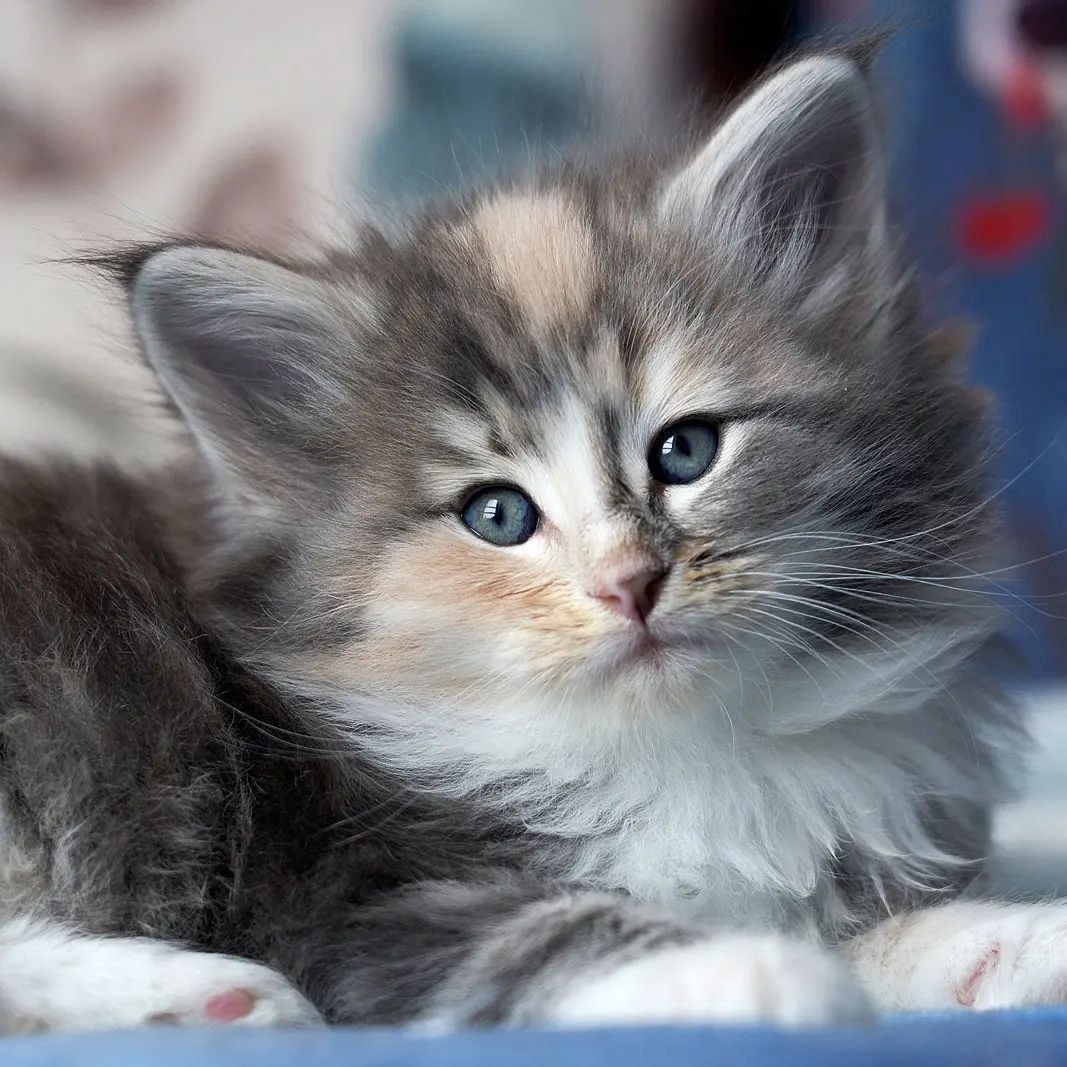 Norwegische Waldakze