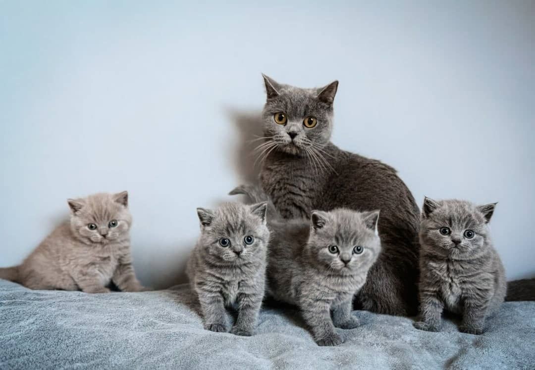 Britische Kurzhaar-Kätzchen zur Adoption