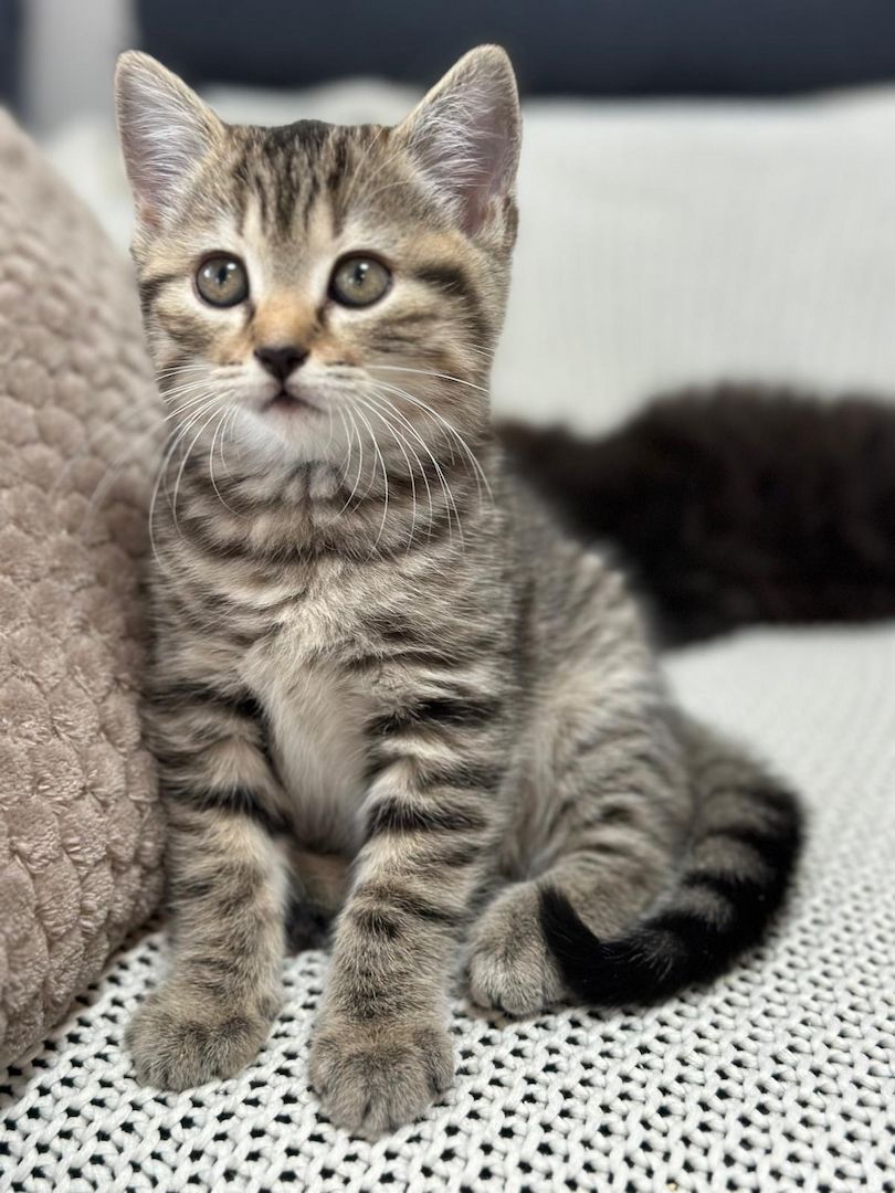 Britisch Kurzhaar x Waldkatze Kitten – geb. am 12. Oktober – bereit zur Reservierung