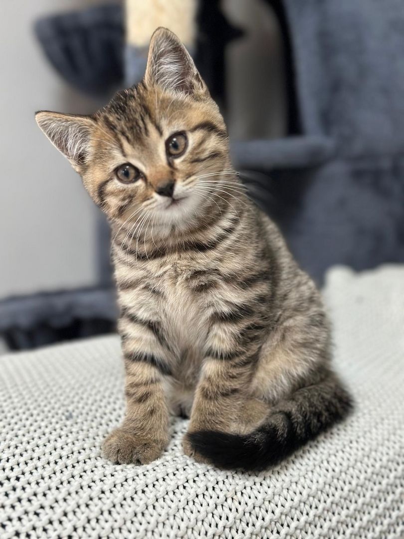 Britisch Kurzhaar x Waldkatze Kitten – geb. am 12. Oktober – bereit zur Reservierung