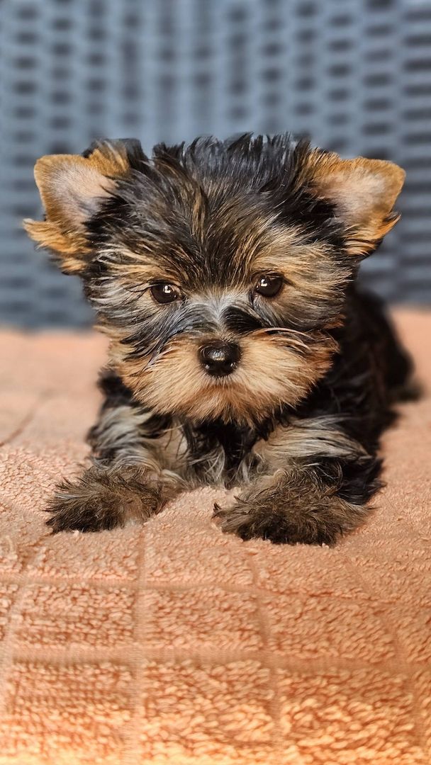 Wunderschöne Yorshire Terrier Welpen mit Papieren
