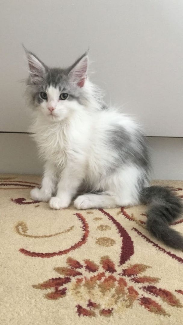 Unsere Maine-Coon-Kätzchen suchen ein liebevolles Zuhause.