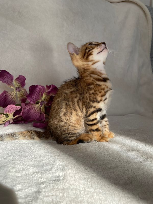 Traumhafte Superkleine Erhältlich  Bengal Kätzchen mit papieren für die Annahme