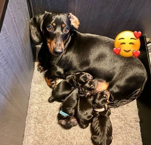 Dackelwelpen suchen ein neues Zuhause