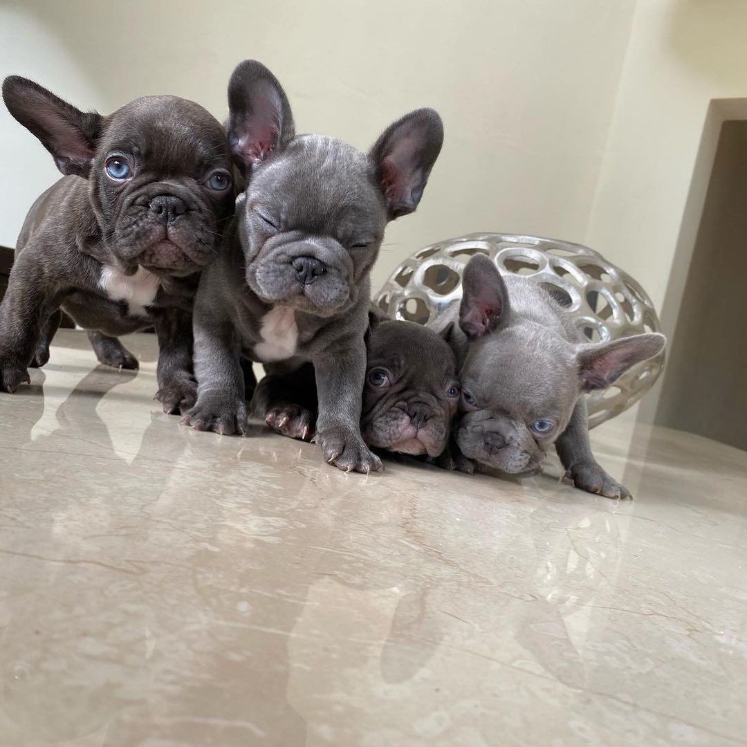 Französische Bulldoggenwelpen zur Adoption