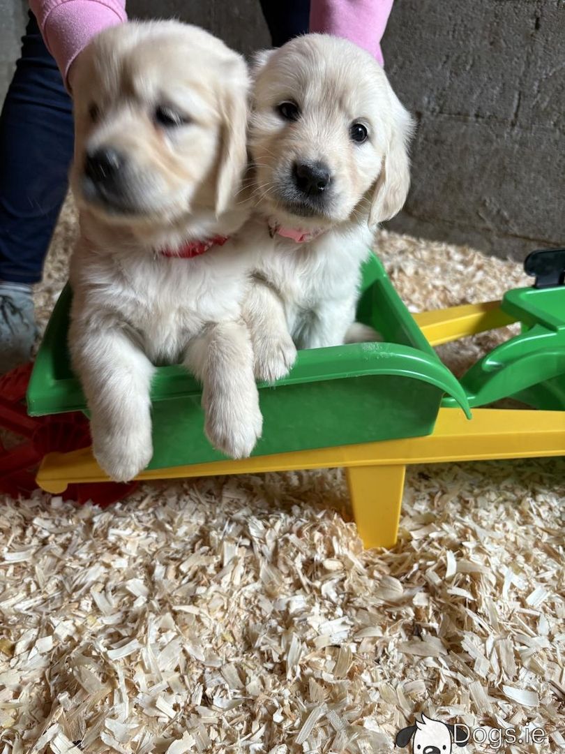 Golden-Retriever-Welpen