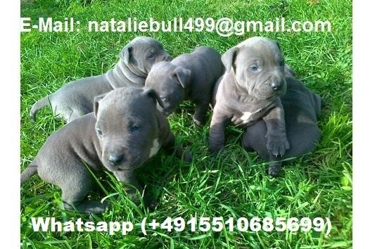 American Pitbull Blueline