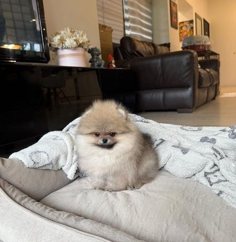 MINI POMERANIAN ZWERGSPITZ WELPEN