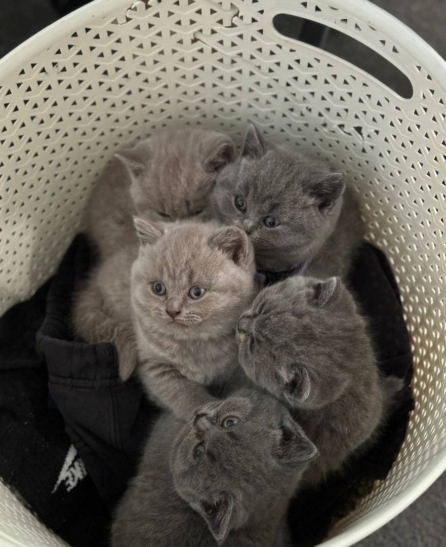 Britisch Kurzhaar-Kätzchen in Flieder und Blau