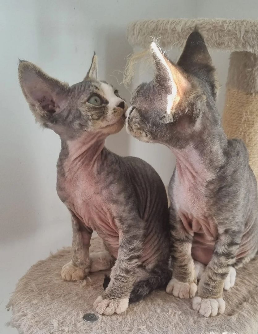 wunderschöne Devon Rex-Kätzchen